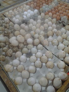 浙江车友会 易车相伴，日用杂品里的车轮生活美学